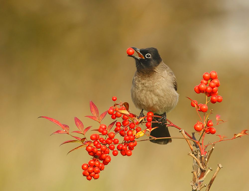 Bulbul with Nandina art print by Shlomo Waldmann for $57.95 CAD