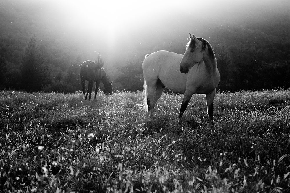 Come Home art print by Peter Svoboda Mqep for $57.95 CAD