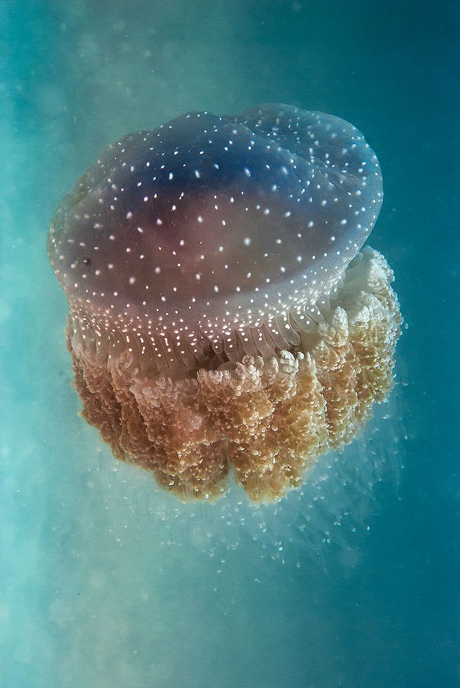 Jellyfish - Phylorhiza Punctata art print by Yaron Halevy for $57.95 CAD