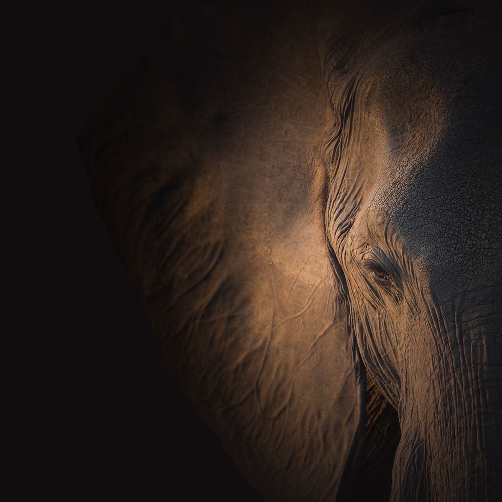 Gentle Giant art print by Louise Wolbers for $57.95 CAD
