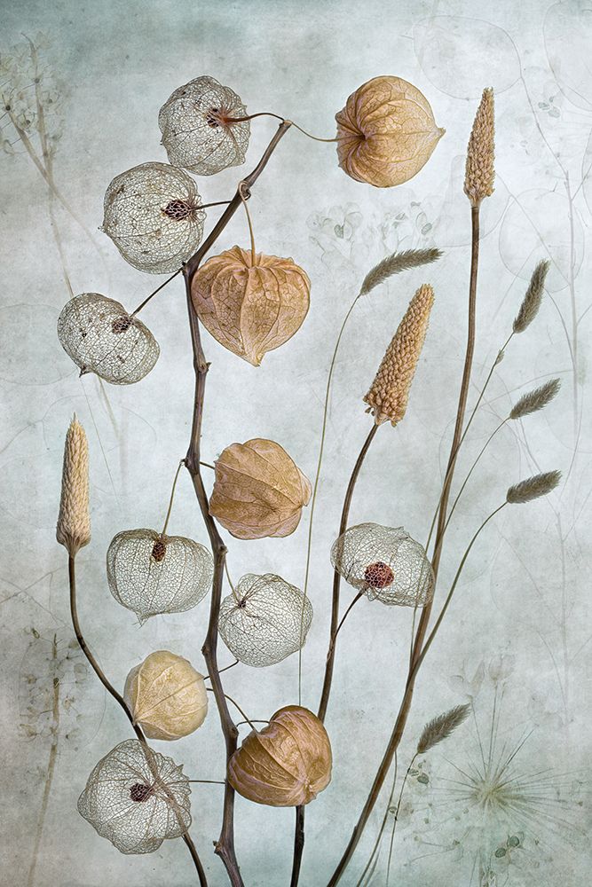Lanterns art print by Mandy Disher for $57.95 CAD