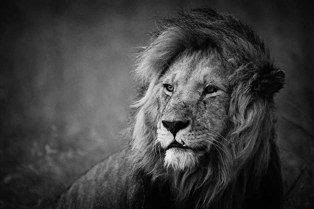 Regal art print by Mohammed Alnaser for $57.95 CAD