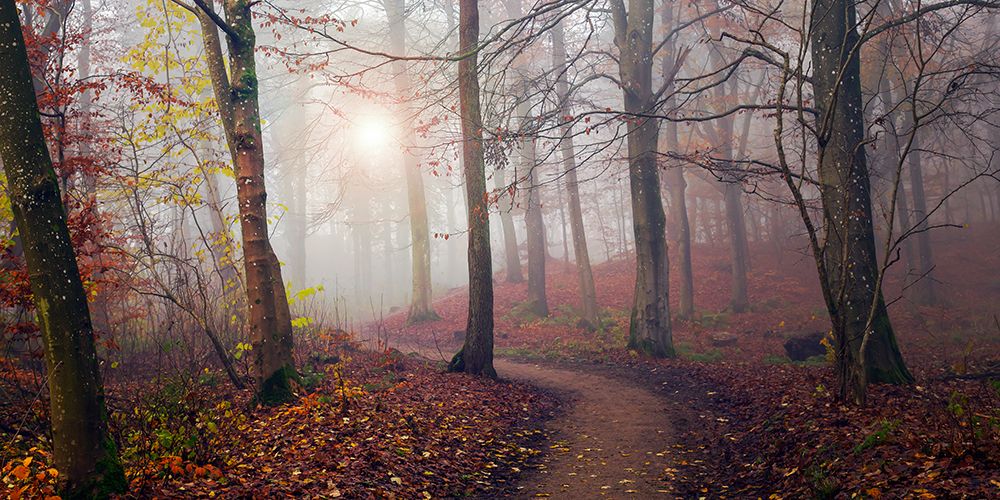 Autumn Sun. art print by Leif Londal for $57.95 CAD