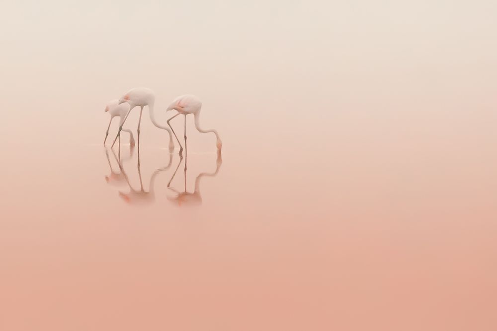Pink Silence... art print by Natalia Rublina for $57.95 CAD