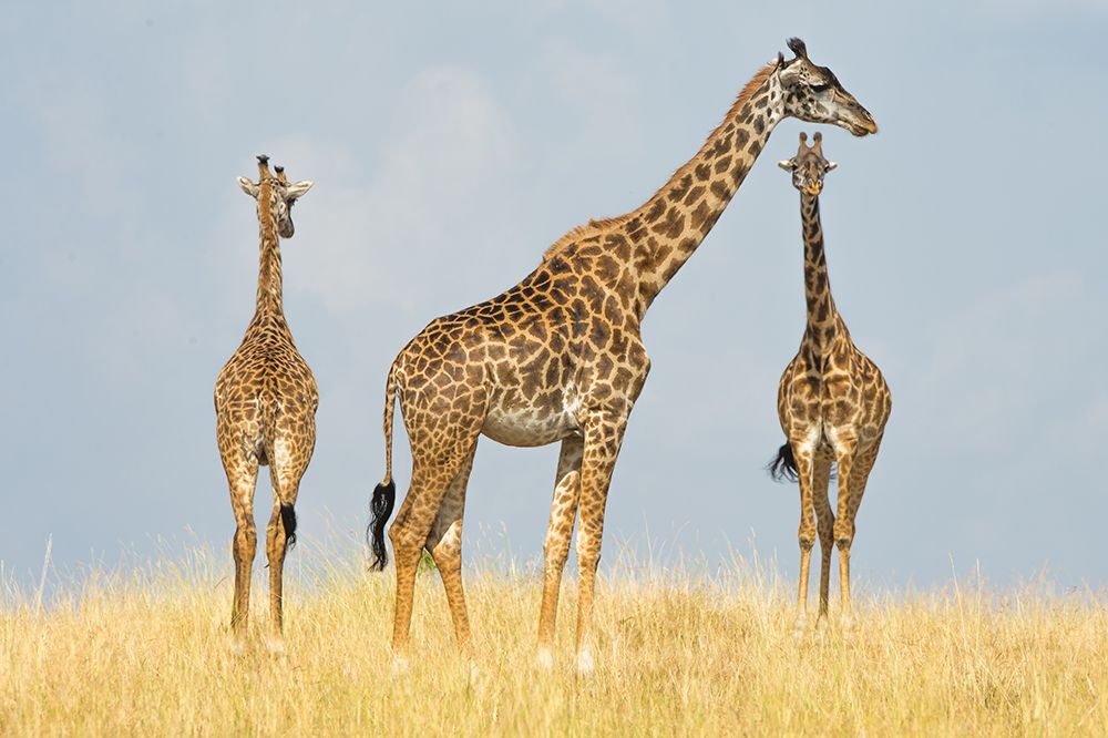 Trio art print by Mohammed Alnaser for $57.95 CAD