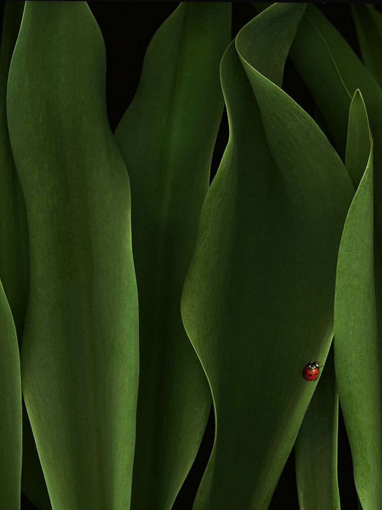 Coccinelle art print by Jeffrey Hummel for $57.95 CAD