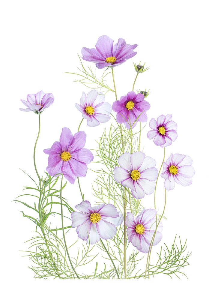 Cosmos Comfort art print by Mandy Disher for $57.95 CAD