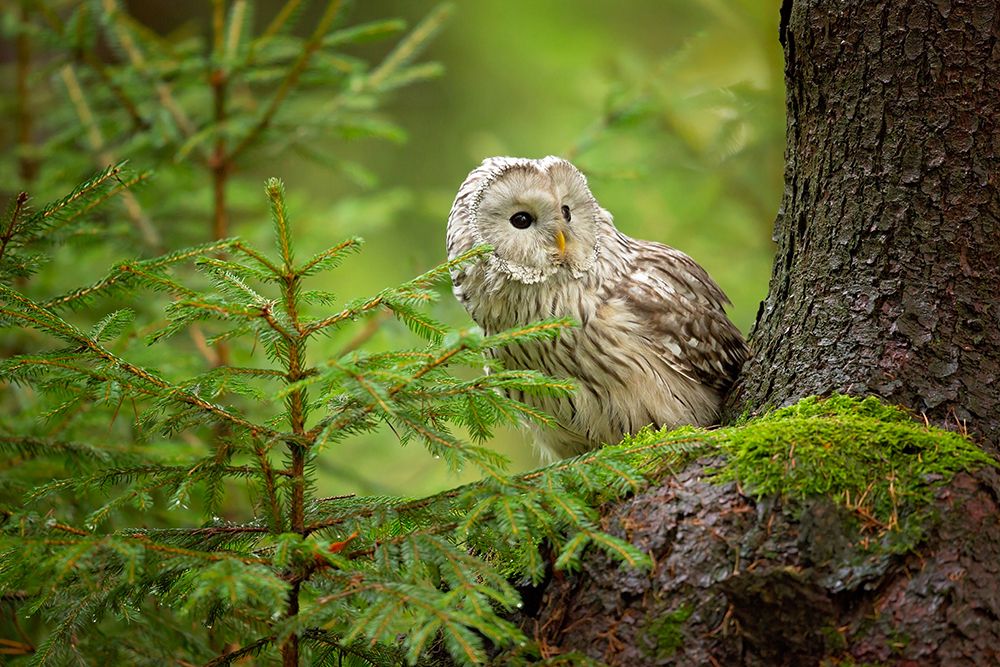 Ural Owl art print by Milan Zygmunt for $57.95 CAD