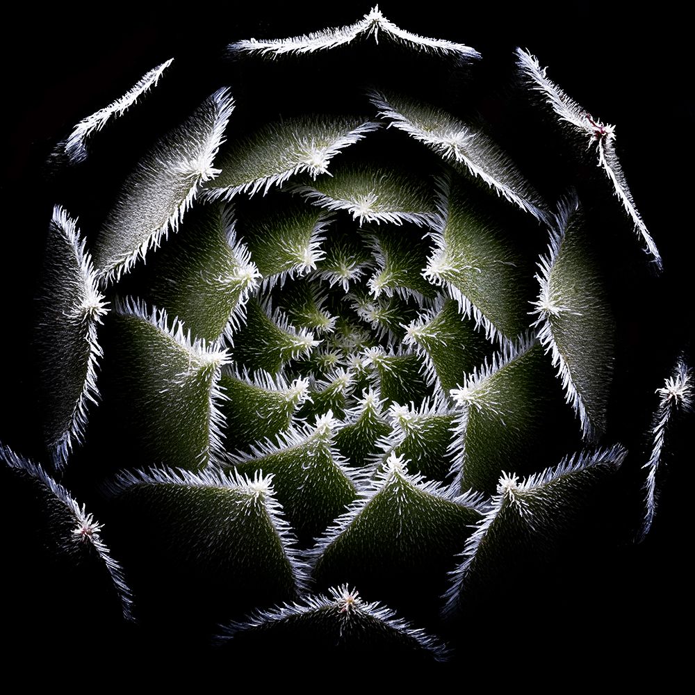 Sempervivum Rosette art print by Victor Mozqueda for $57.95 CAD