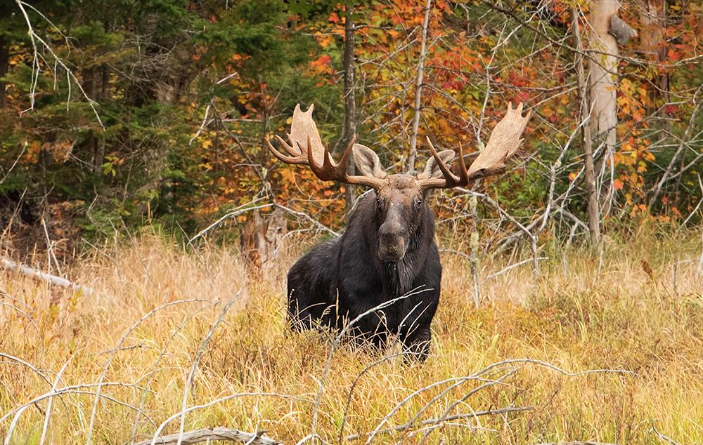 Bull Moose, Algonquin park by Jim Cumming