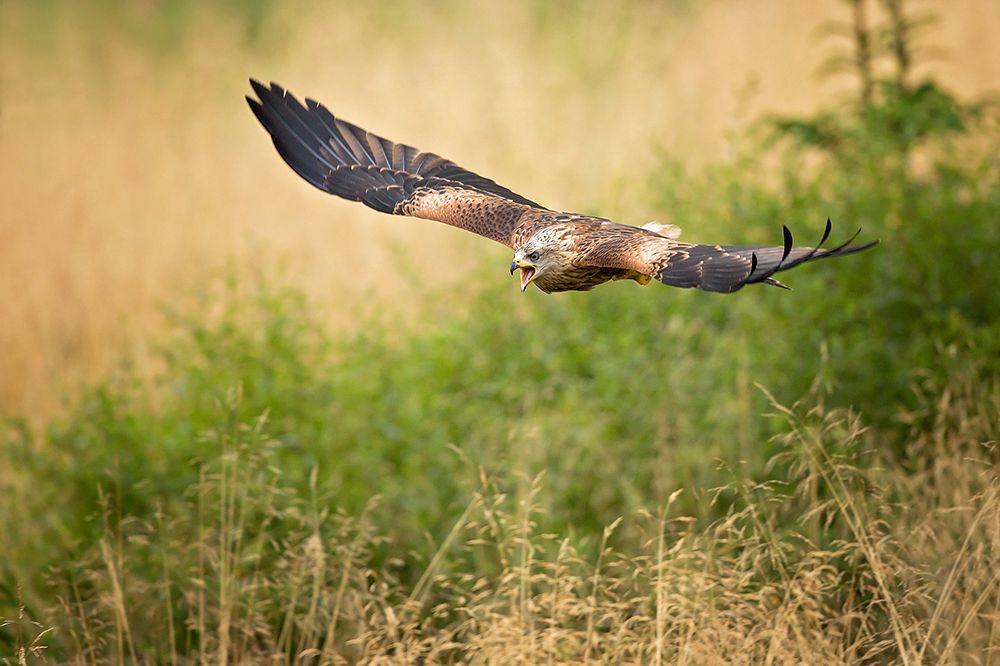 Red Kite art print by Milan Zygmunt for $57.95 CAD