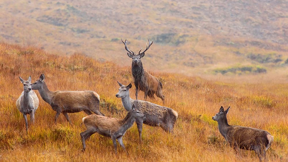 The Guardian Of The Moorland art print by Luigi Ruoppolo for $57.95 CAD