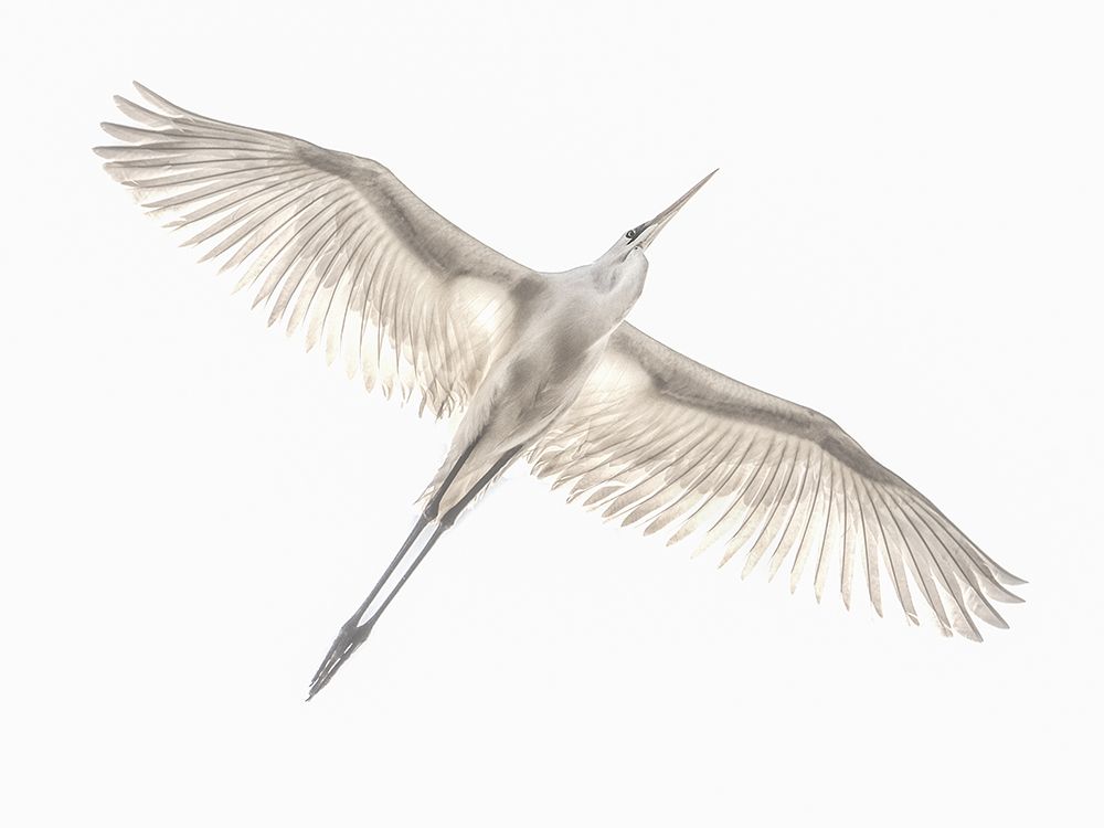 Fly art print by Keren Or for $57.95 CAD