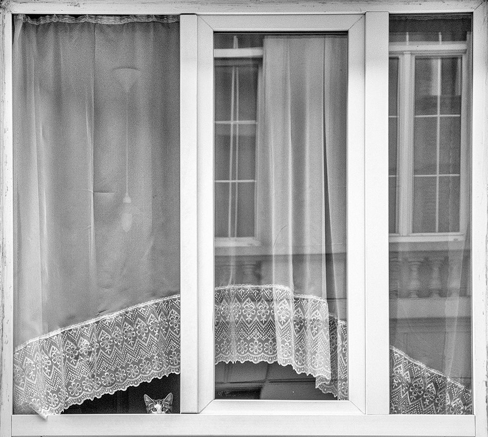 Kitten Window art print by Susanne Stoop for $57.95 CAD