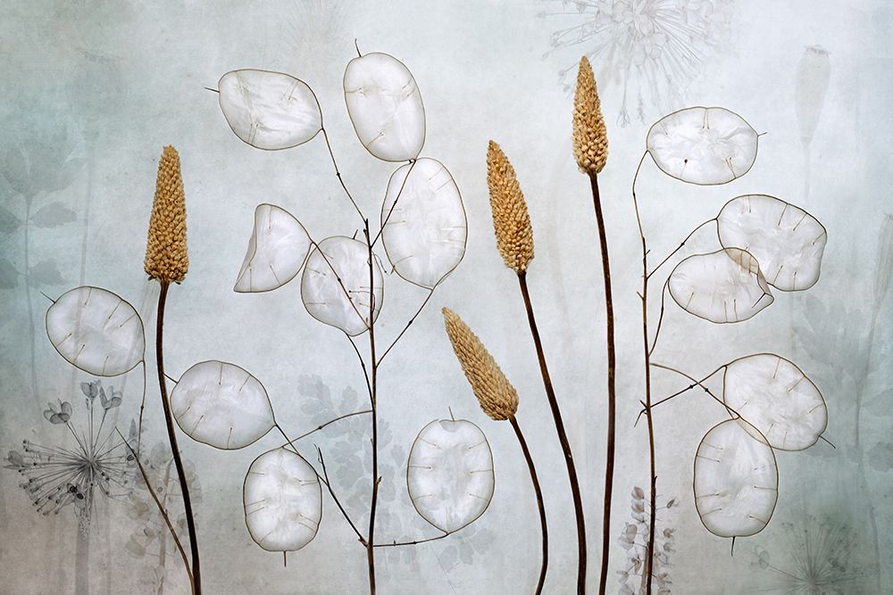 Lunaria art print by Mandy Disher for $57.95 CAD