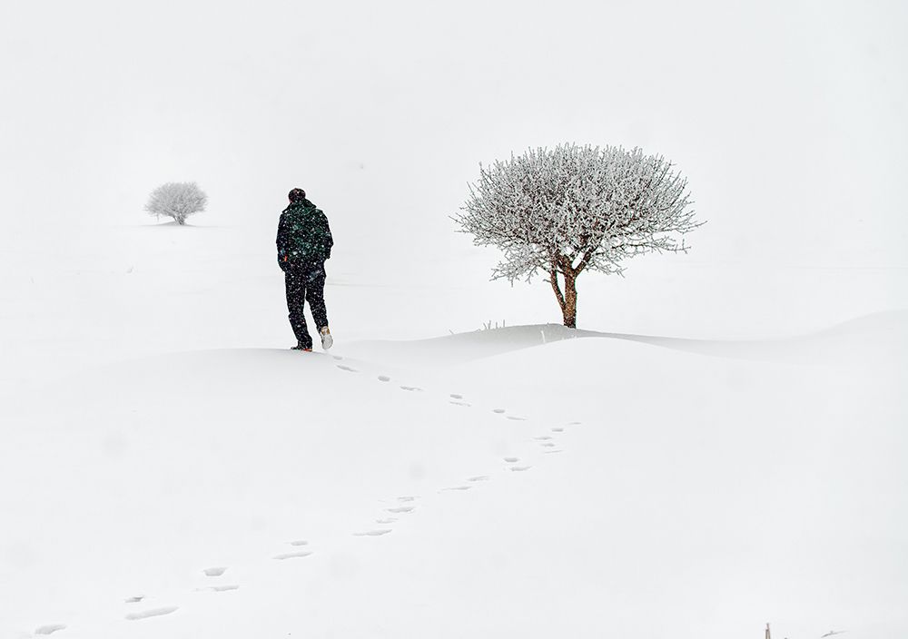 Lone On Snow art print by Cem Ayden for $57.95 CAD