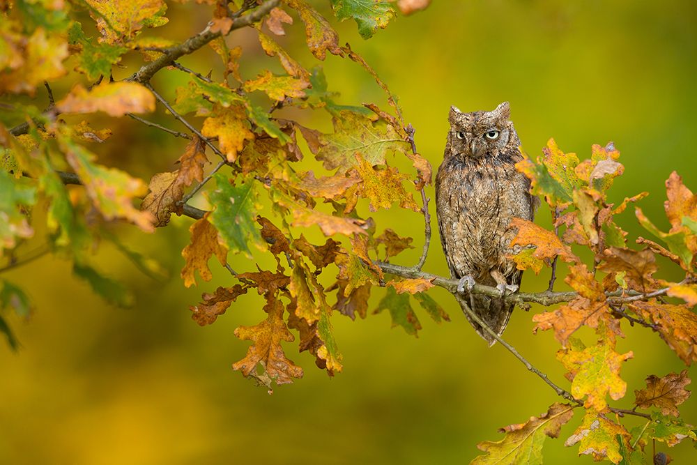 European Scops Owl art print by Milan Zygmunt for $57.95 CAD