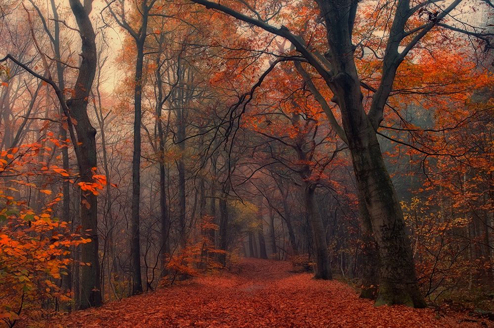 Decorative Forest art print by Anton Van Dongen for $57.95 CAD