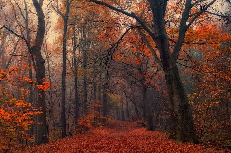Decorative Forest art print by Anton Van Dongen for $57.95 CAD