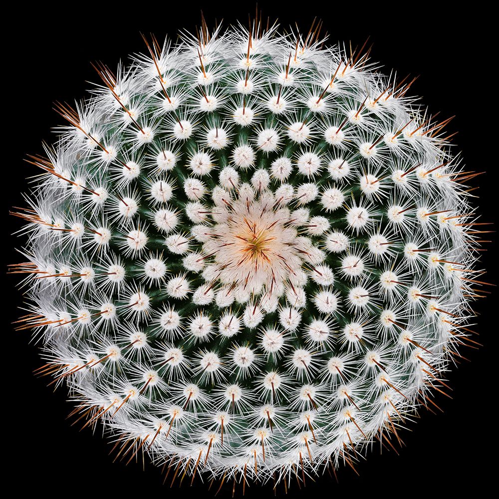 Notocactus Scopa art print by Victor Mozqueda for $57.95 CAD