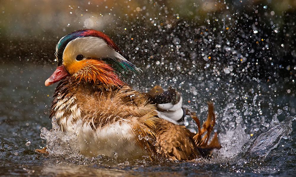 Mandarin Duck art print by C.S. Tjandra for $57.95 CAD