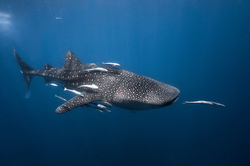 Whale Shark art print by Barathieu Gabriel for $57.95 CAD