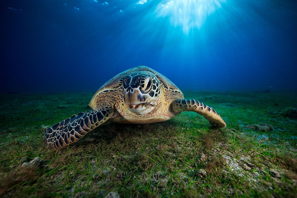 Green turtle art print by Barathieu Gabriel for $57.95 CAD