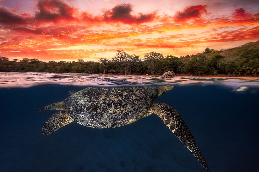 Green turtle and fire sky! art print by Barathieu Gabriel for $57.95 CAD