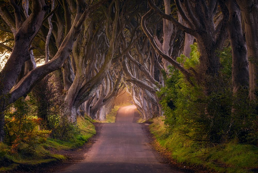 The Glowing Hedges art print by Daniel Gastager for $57.95 CAD