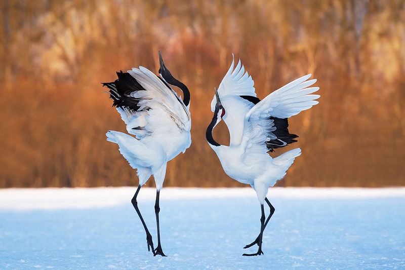 The Dance Of Love art print by C. Mei for $57.95 CAD