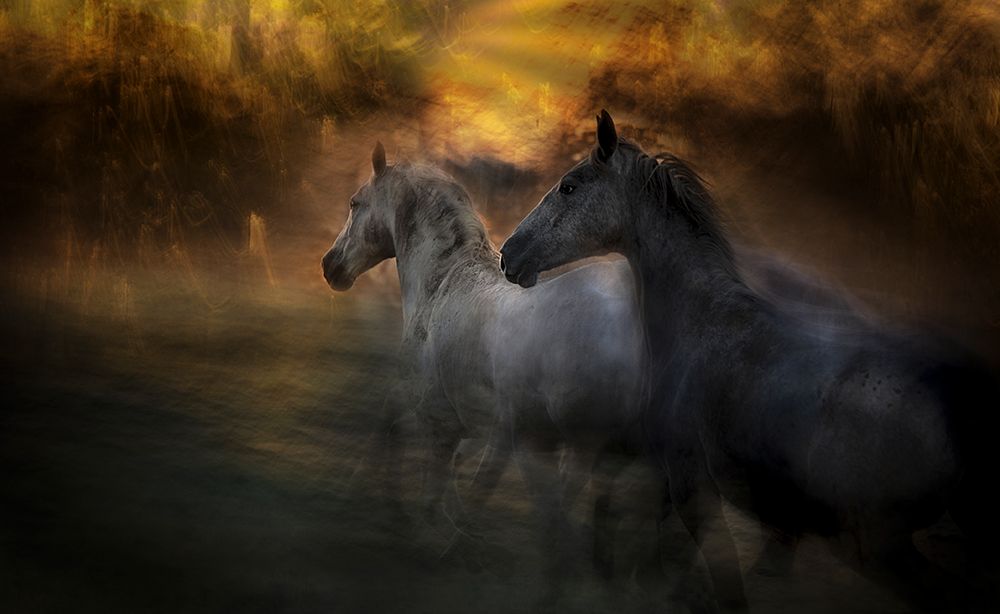 Duel art print by Milan Malovrh for $57.95 CAD