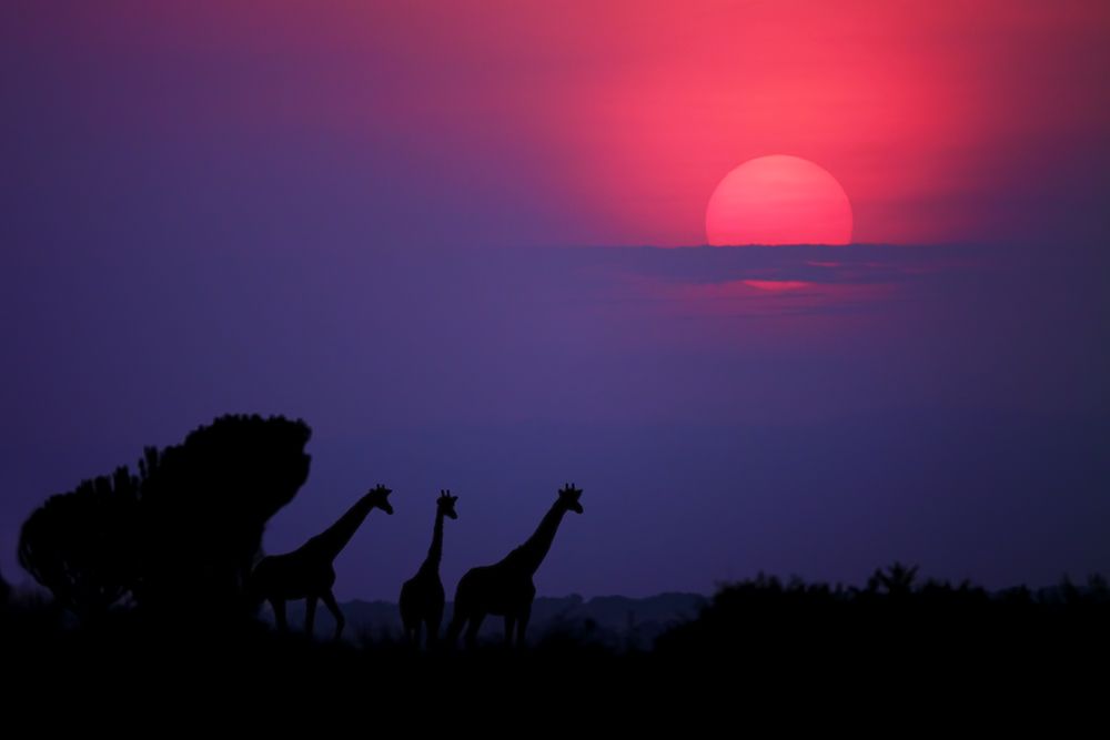 Sunrise In Uganda art print by Nicolas Merino for $57.95 CAD