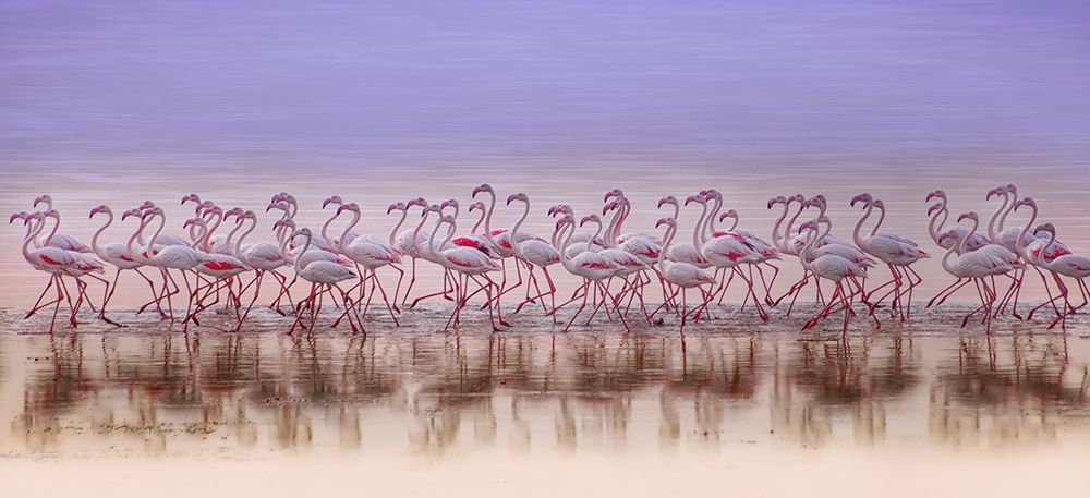 Comrades in color art print by Ahmed Thabet for $57.95 CAD