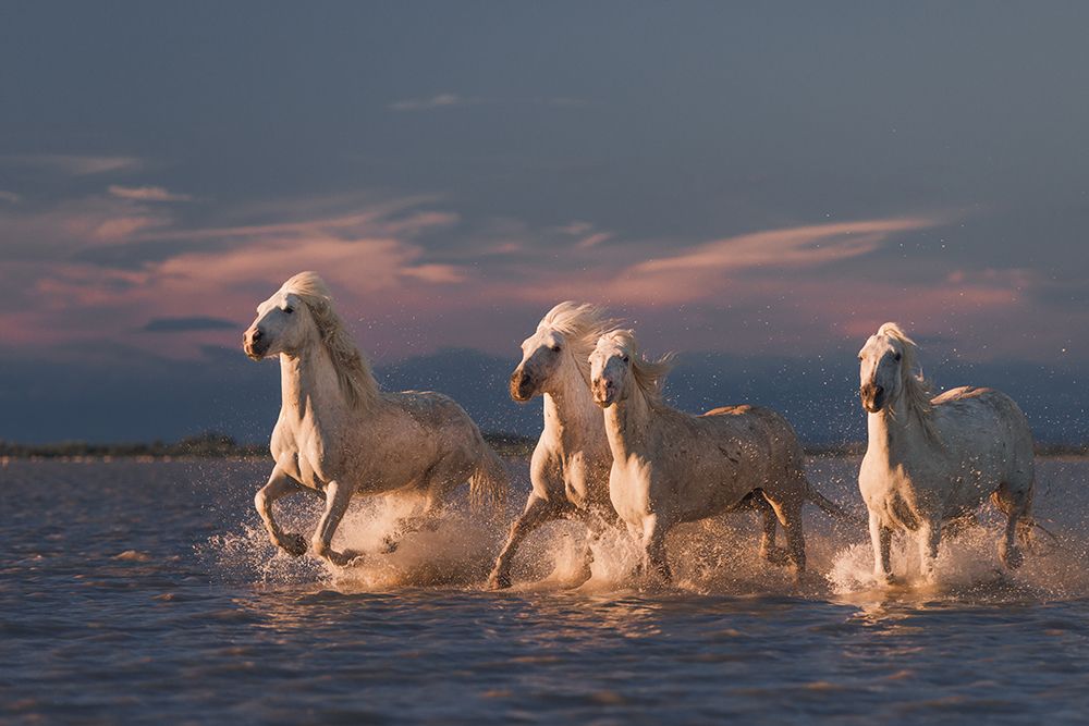 Angels Of Camargue art print by Rostovskiy Anton for $57.95 CAD