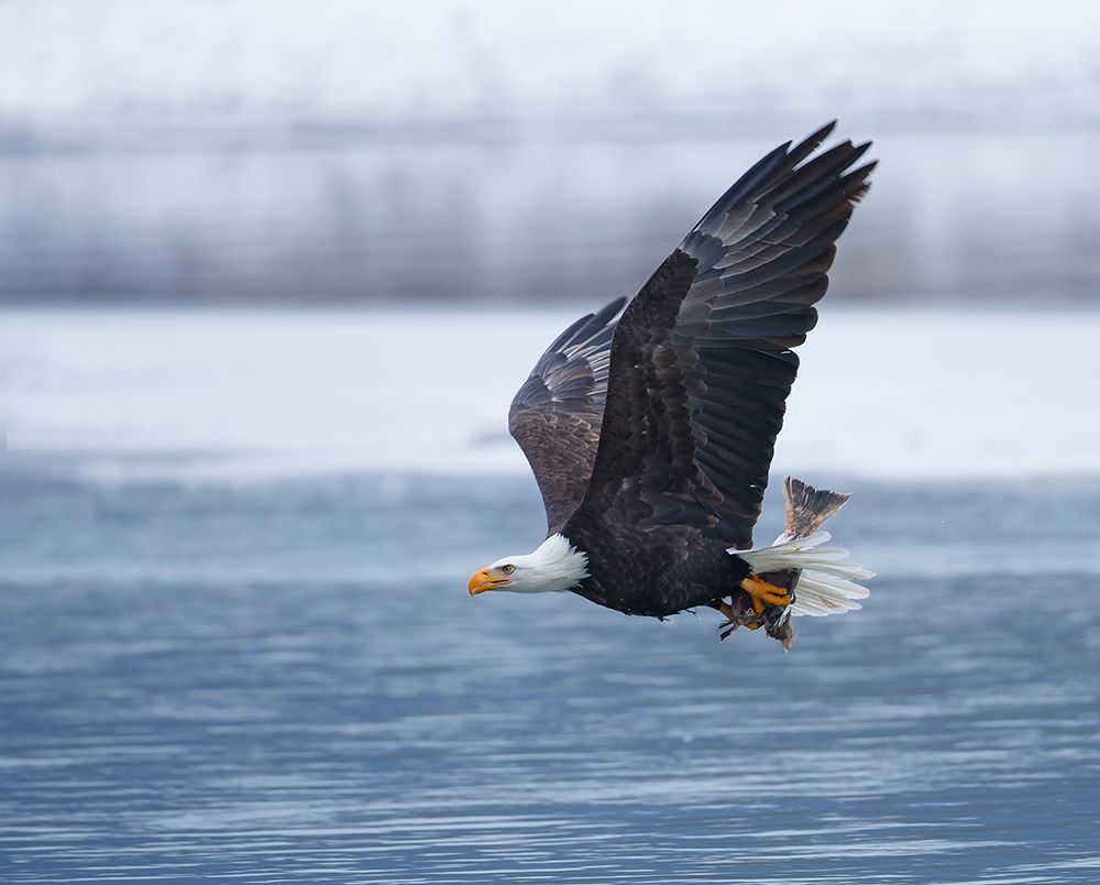 Bald Eagle art print by Shlomo Waldmann for $57.95 CAD