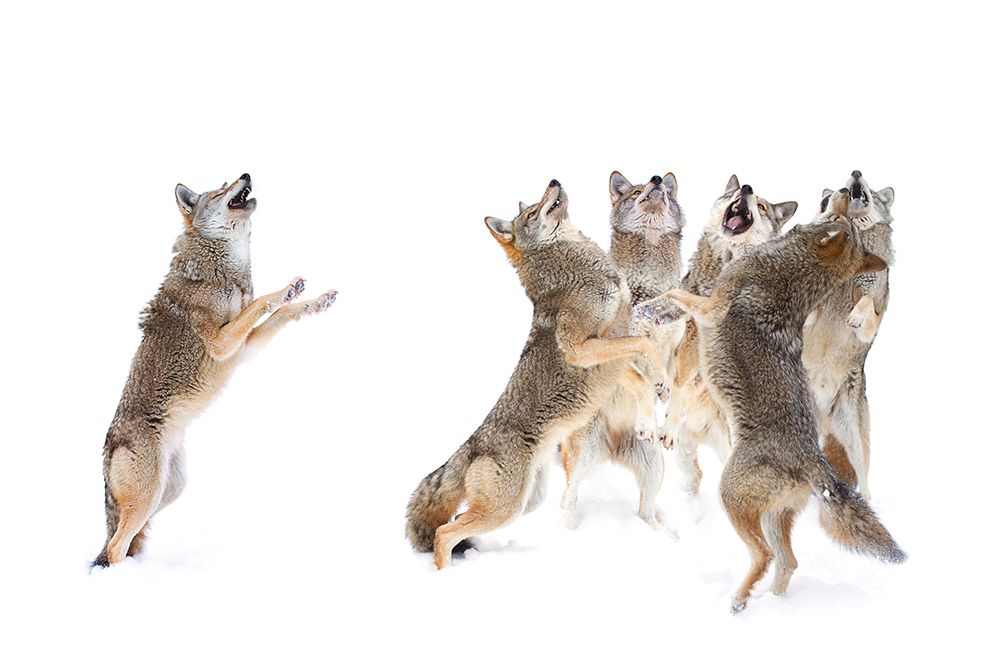 The Choir - Coyotes art print by Jim Cumming for $57.95 CAD