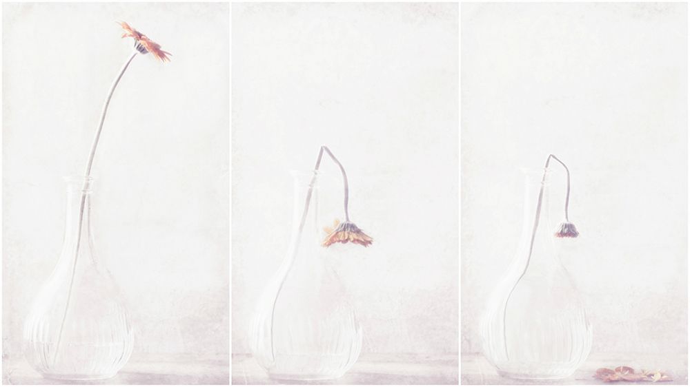 Ars longa art print by Delphine Devos for $57.95 CAD
