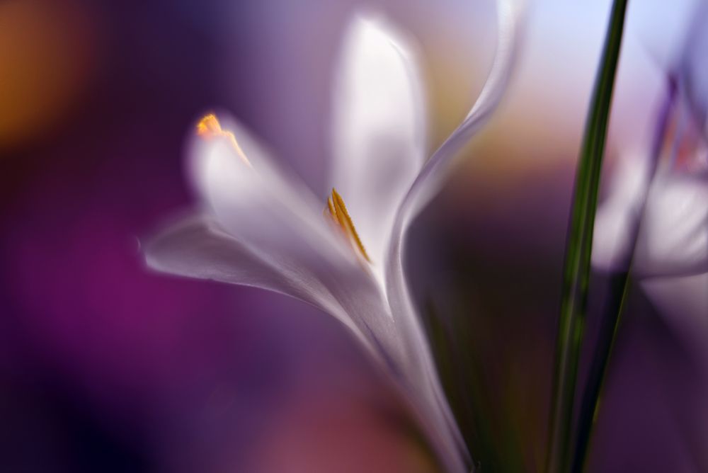 Midnight Crocus art print by Heidi Westum for $57.95 CAD