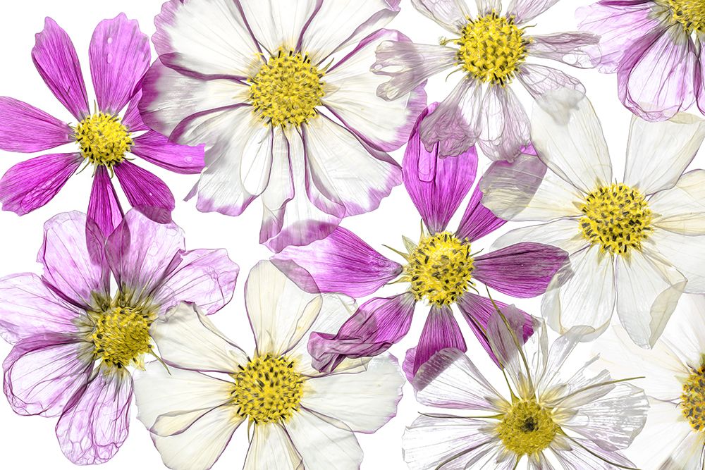 Keeping Summer art print by Mandy Disher for $57.95 CAD