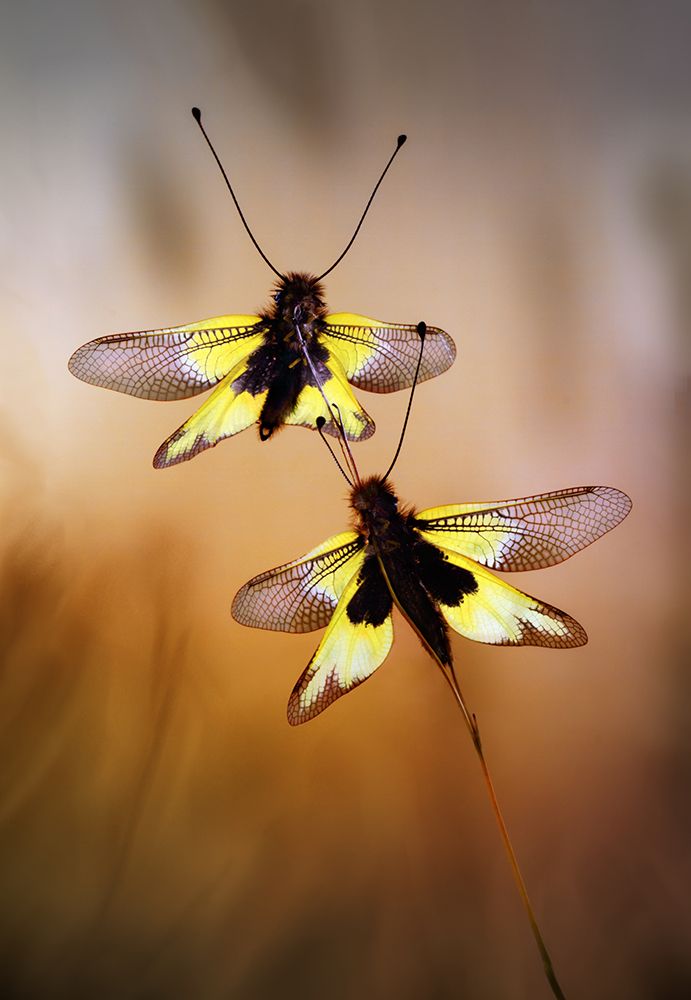 Owlflies art print by Jimmy Hoffman for $57.95 CAD
