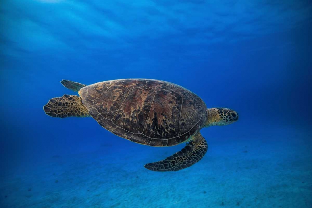 Green Turtle In The Blue art print by Barathieu Gabriel for $57.95 CAD