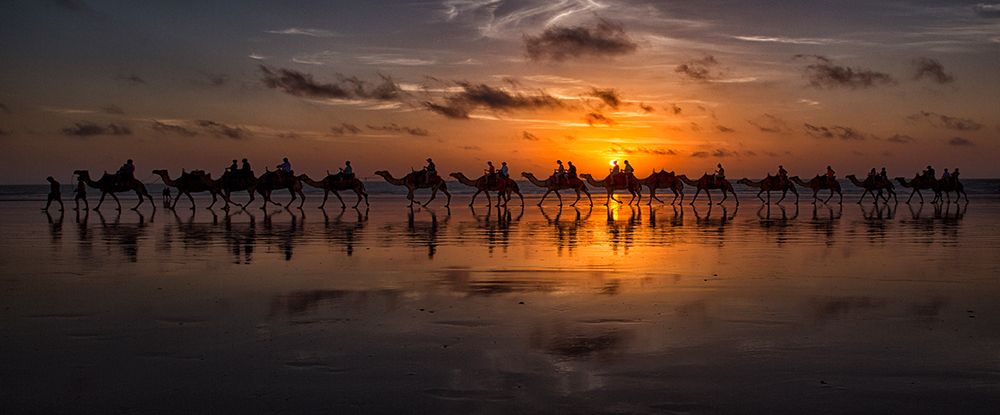 Sunset Camel Safari art print by Louise Wolbers for $57.95 CAD
