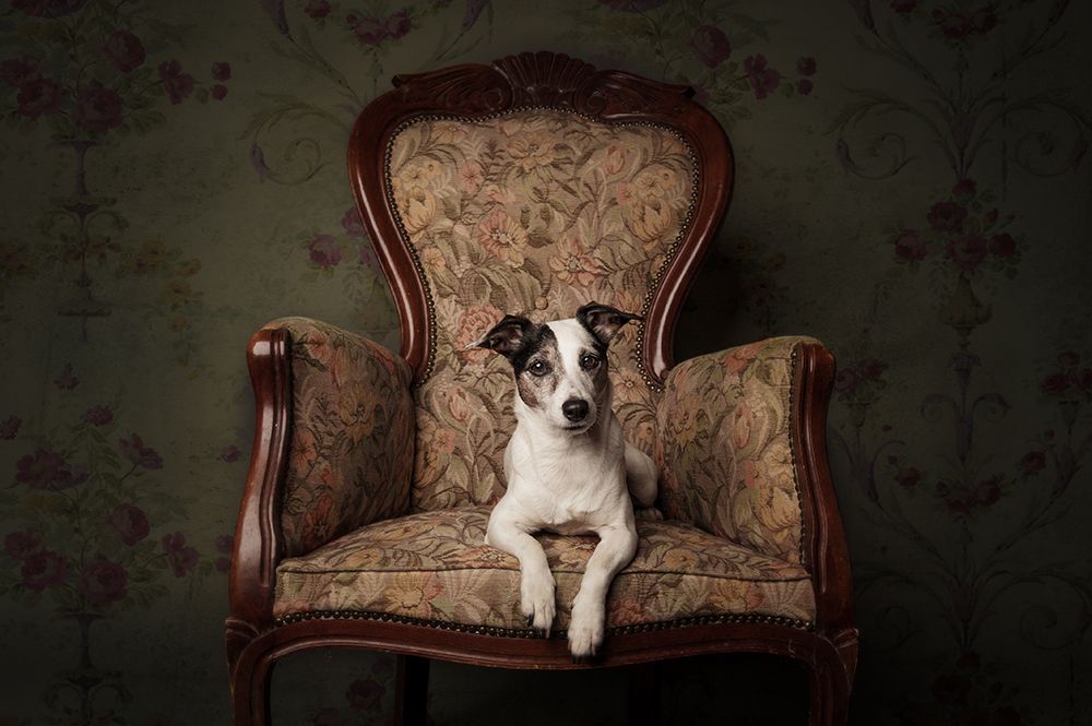 Lady Molly art print by Heike Willers for $57.95 CAD