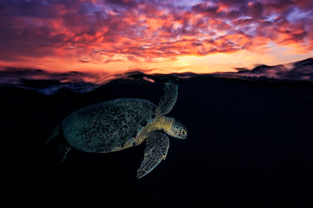 Sunset turtle art print by Barathieu Gabriel for $57.95 CAD