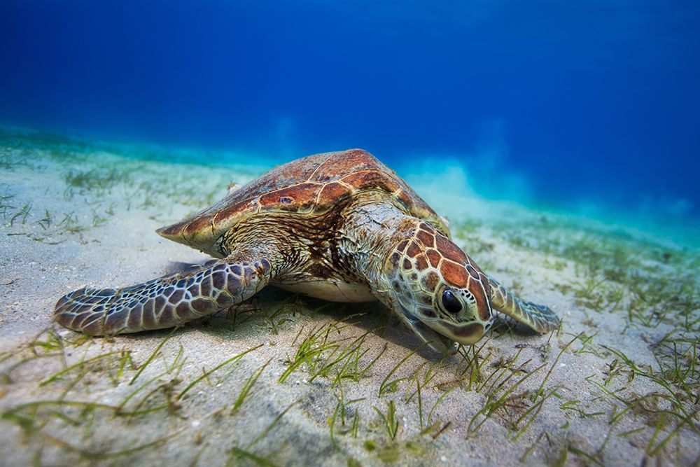 Green turtle art print by Barathieu Gabriel for $57.95 CAD