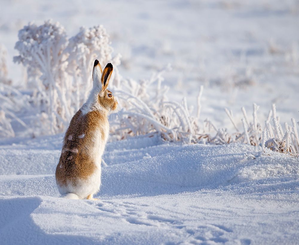 White-tailed jackrabbit art print by Shlomo Waldmann for $57.95 CAD