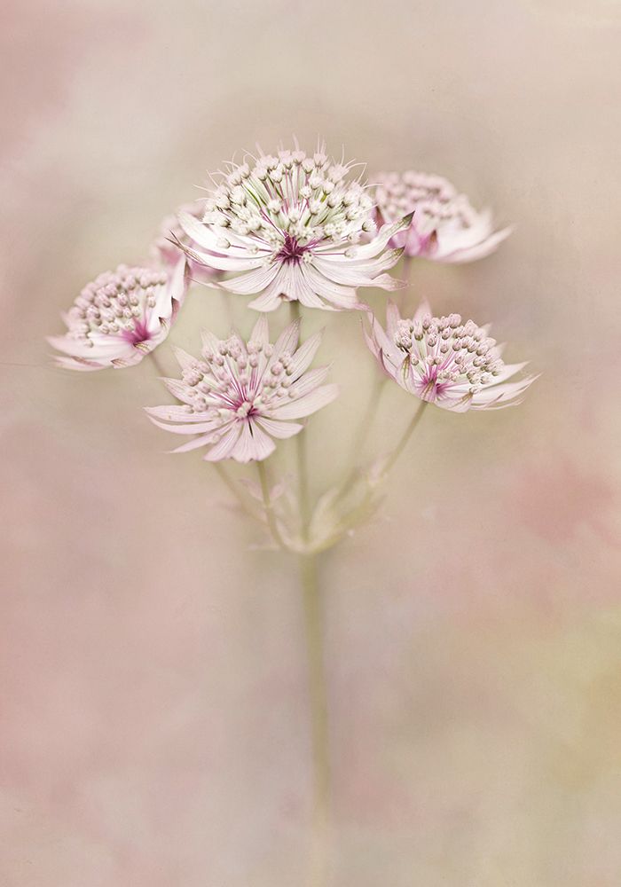 Astrantia art print by Alida van Zaane for $57.95 CAD