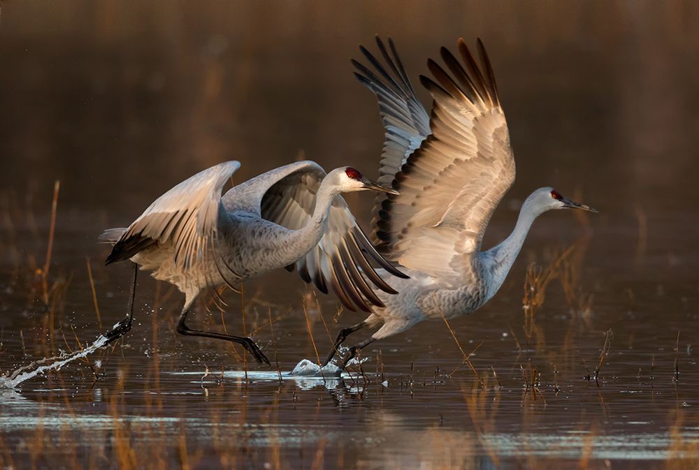 Taking Off At Sunrise art print by Mary Jiang for $57.95 CAD