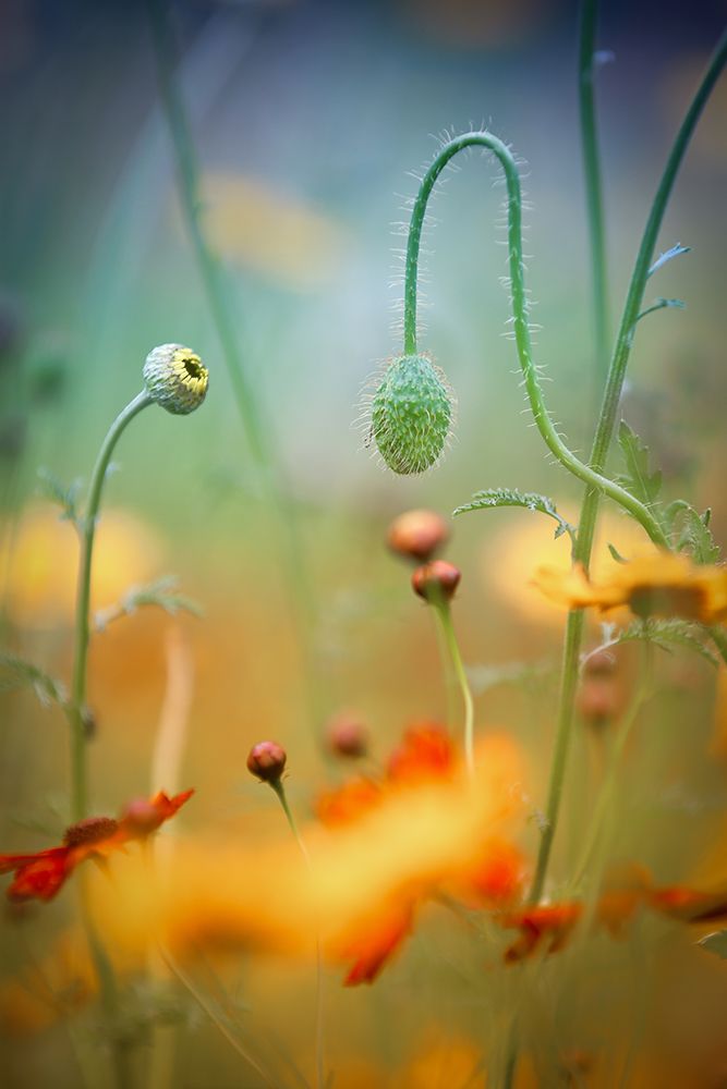 Poppy Field art print by Steve Moore for $57.95 CAD