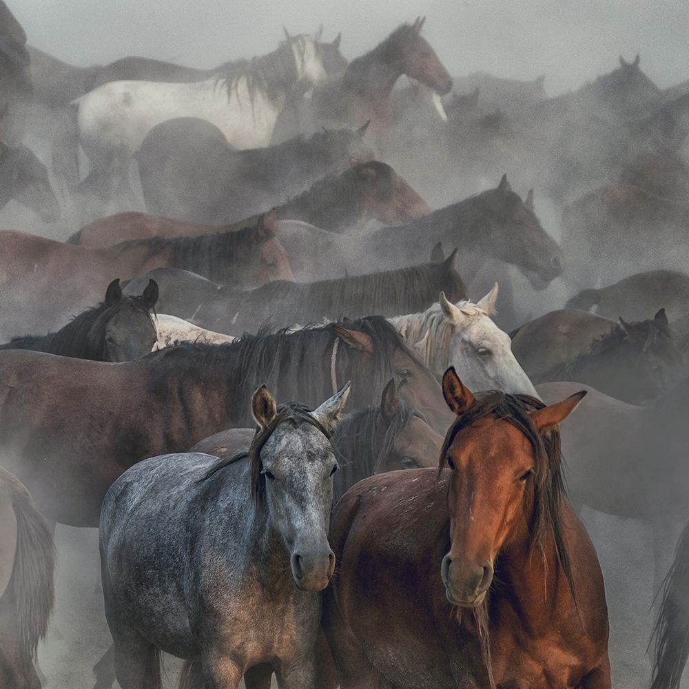 Two Horses art print by Huseyin Taskin for $57.95 CAD